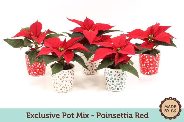 Picture of EUPHORBIA PULCHERRIMA (POINSETTIA) MINI RED CERAM