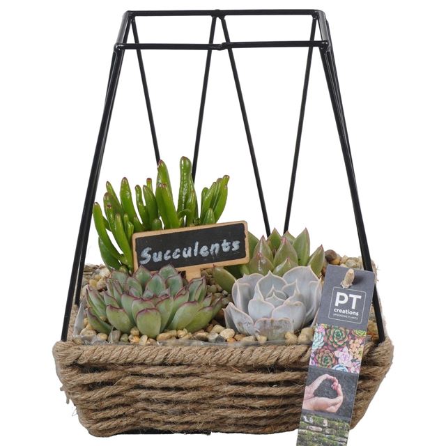 Picture of SUCCULENT ARRANGEMENT 04PP 