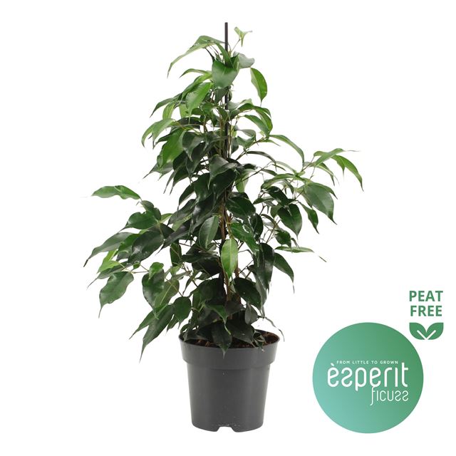 Picture of FICUS BENJAMINA DANIELLE