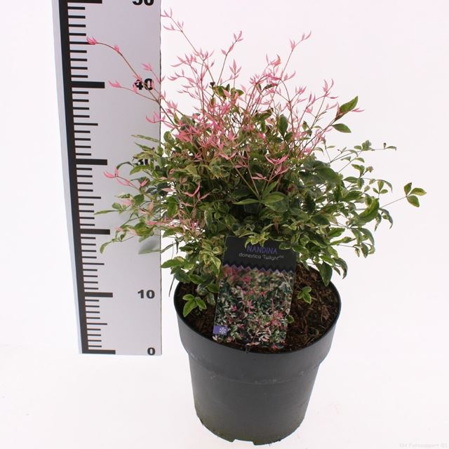 Picture of Nandina domestica twilight