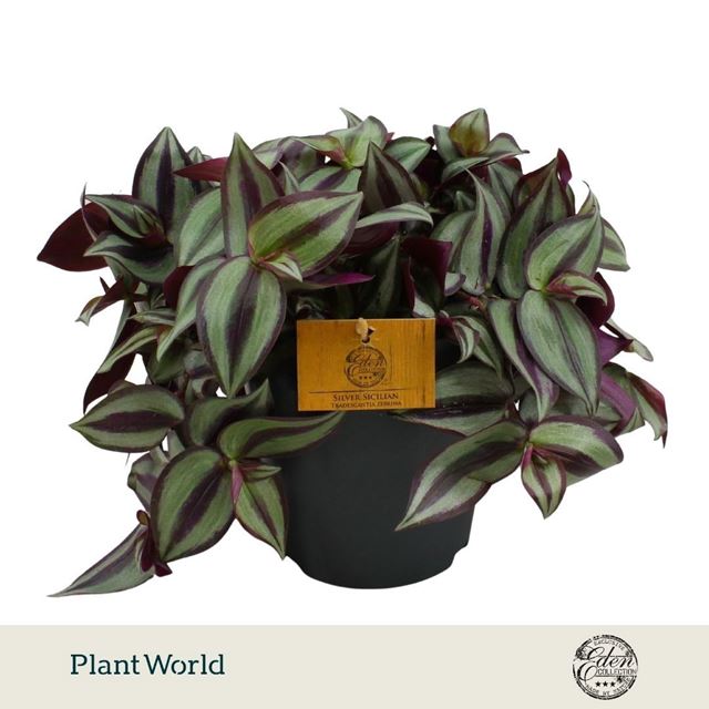 Picture of Tradescantia zebrina