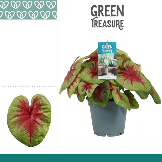 Picture of Caladium lemon blush