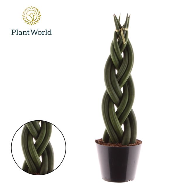 Picture of SANSEVIERIA CYLINDRICA TWIST 