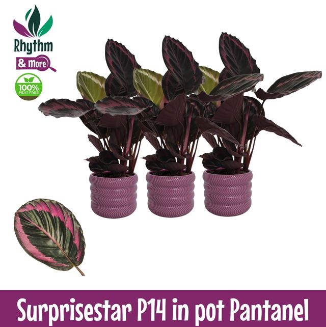 Picture of Calathea surprisestar in ceramic