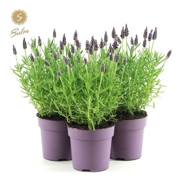 Picture of Lavandula stoechas