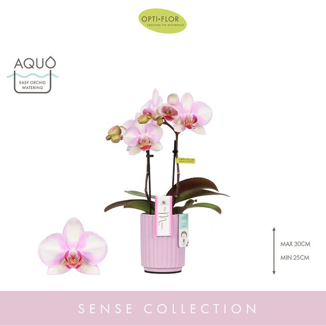 Picture of PHALAENOPSIS 02-STEM MYMONRO MAKE-UP MOLISE LILA