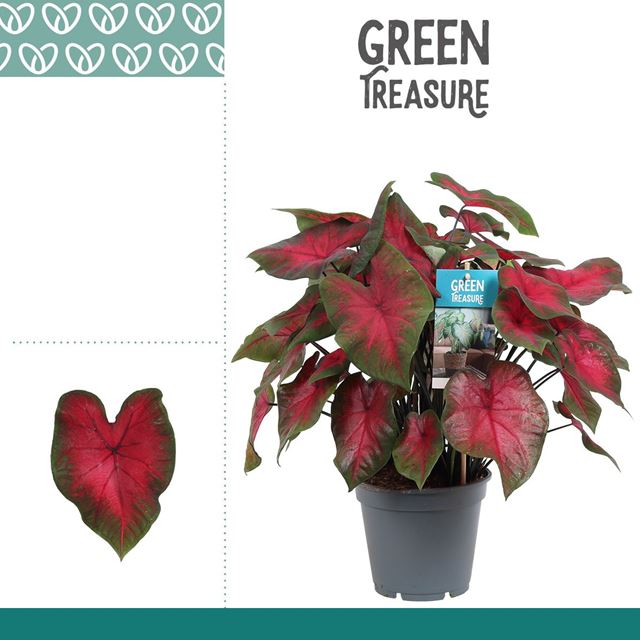 Picture of CALADIUM RED
