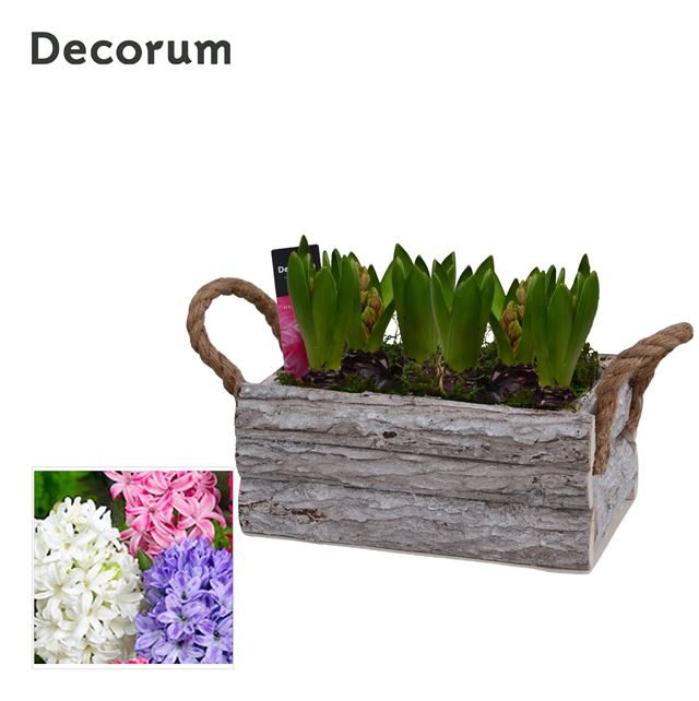 Picture of HYACINTHUS 02BULBS WOOD TWIG BOX