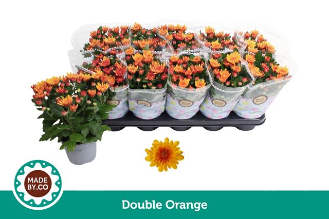 Picture of Chrysanthemum double orange