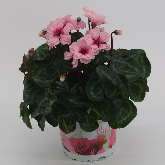 Picture of CYCLAMEN PERSICUM ILLUSIA