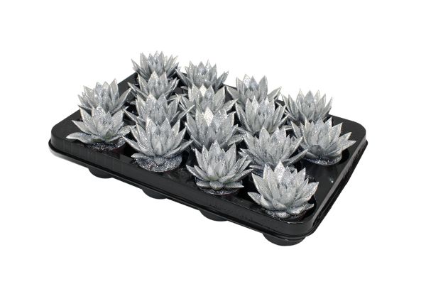 Picture of ECHEVERIA MIRANDA SILVER+GLITTER