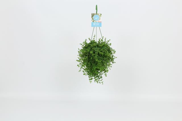 Picture of PEPEROMIA ISABELLE HANGING BASKET