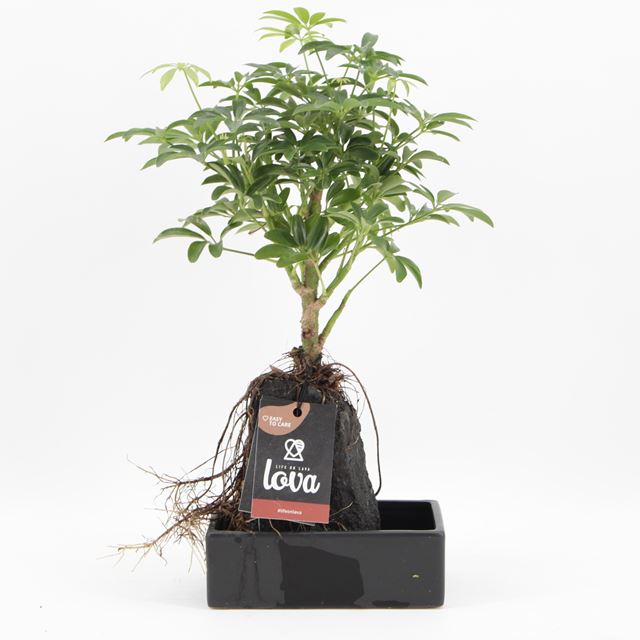 Picture of Schefflera lova