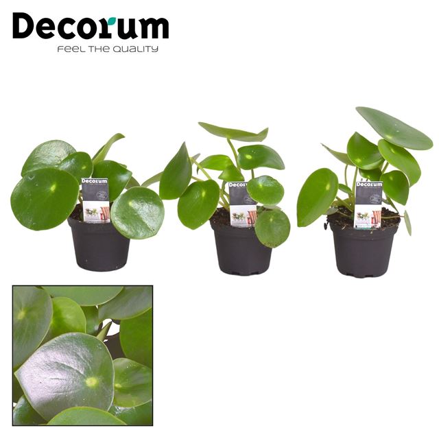 Picture of PEPEROMIA RAINDROP