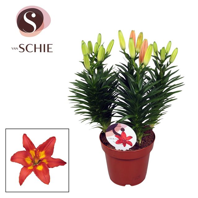 Picture of Lilium asiatic 05pp feng shui