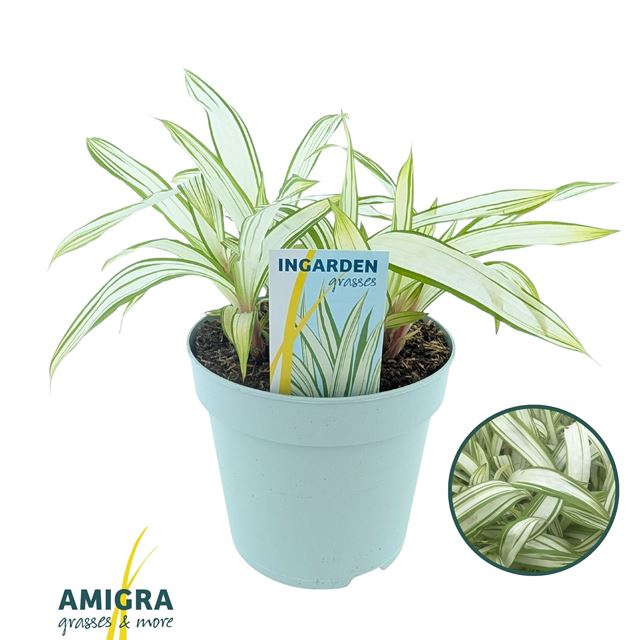 Picture of Carex siderosticha shiro