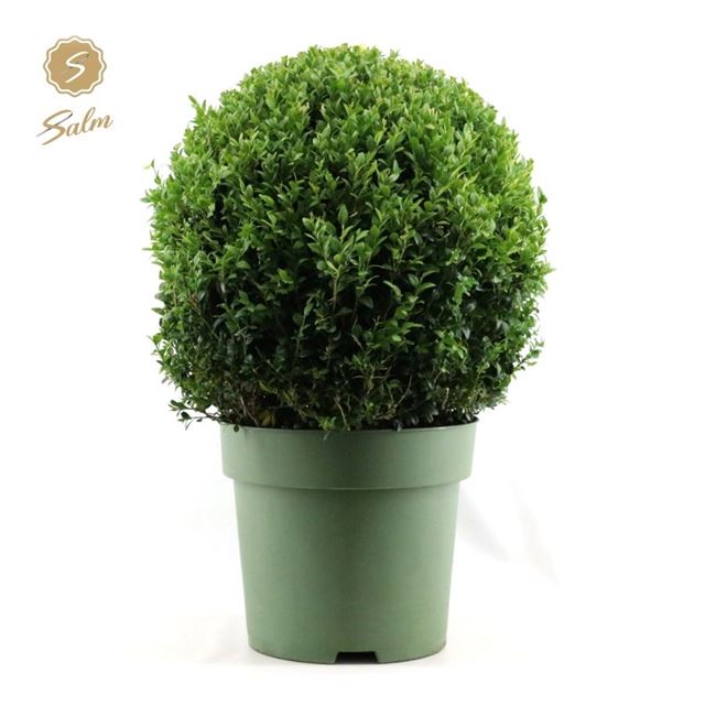 Picture of Buxus sempervirens ball 050cm