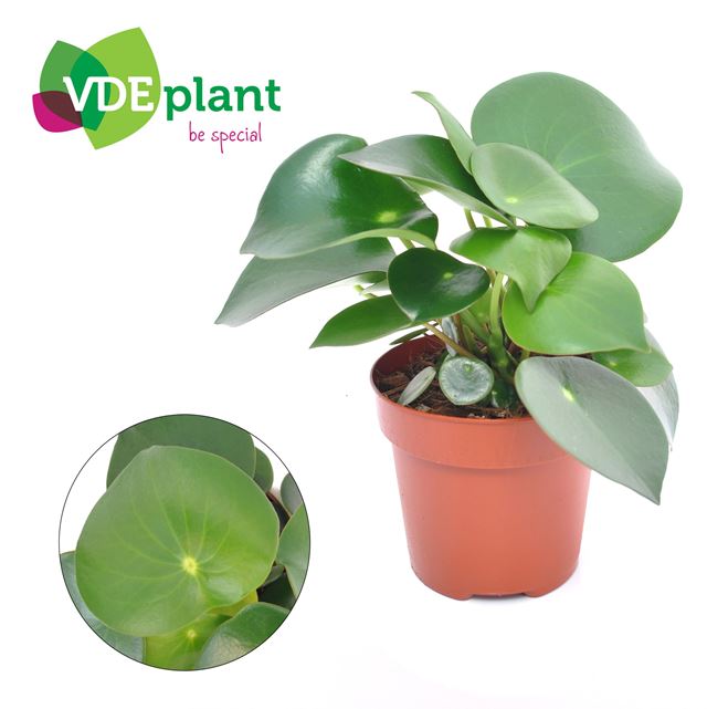 Picture of Peperomia raindrop