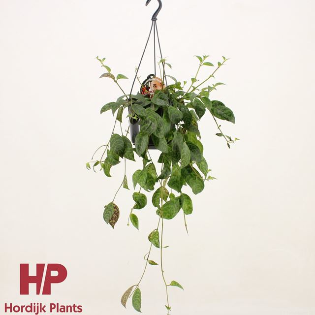 Picture of AESCHYNANTHUS MARMORATUS IN HANGING BASKET