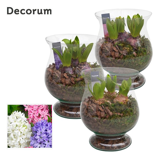 Picture of HYACINTHUS 03BULBS GLASS BORA 