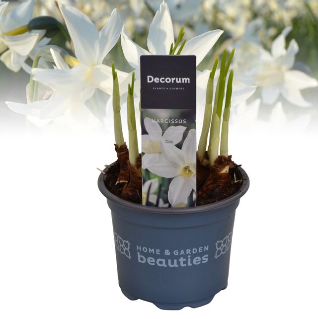 Picture of Narcissus toto