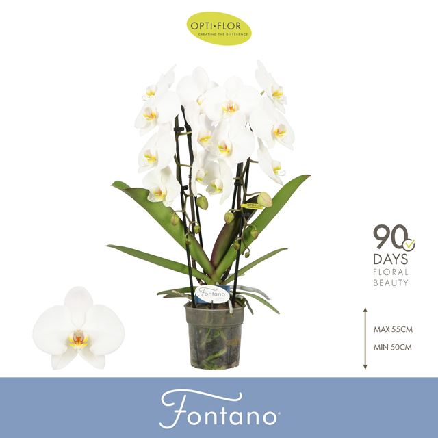 Picture of Phalaenopsis 02-stem fontano