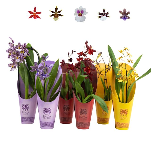 Picture of Orchidee 01-stem inca rainbow mix + cone