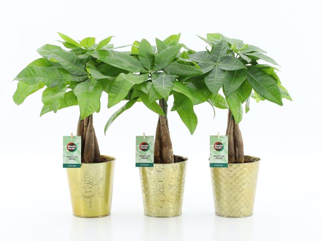 Picture of PACHIRA AQUATICA IN GOLDEN CERAMIC
