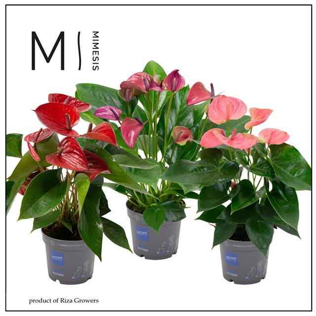 Picture of Anthurium andreanum grandi flora mix