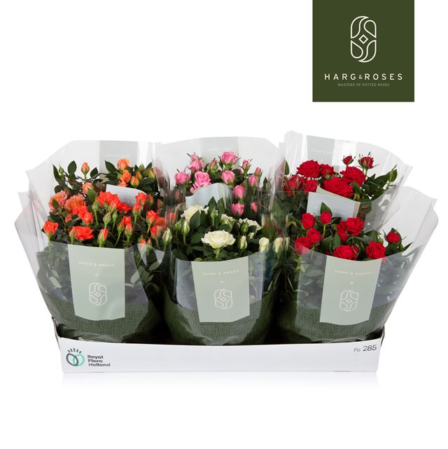 Picture of Rose KORDANA MIX  BOWL POT WITH SLEEVE