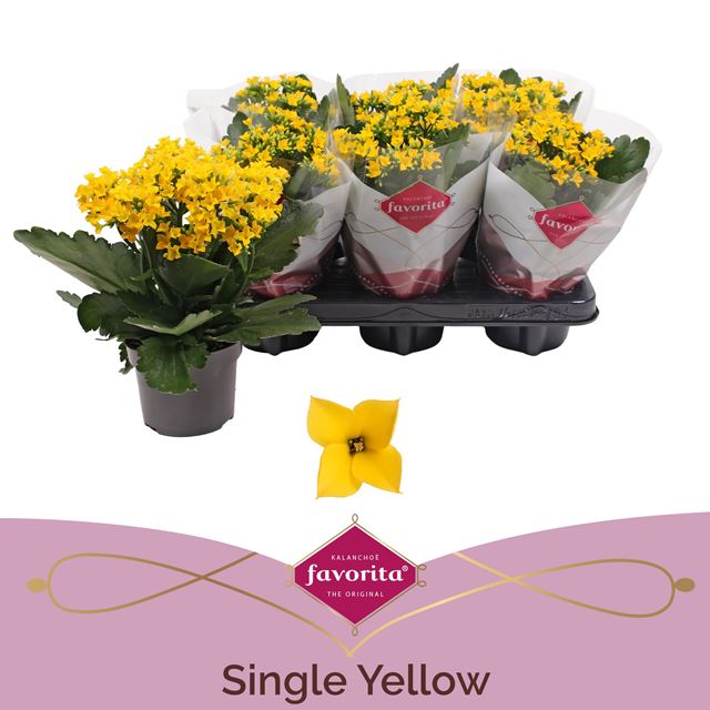 Picture of Kalanchoe single yellow