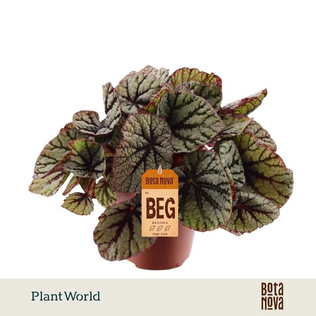 Picture of Begonia rex fedor