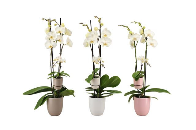 Picture of Phalaenopsis 02-st white and 01-st mini in ceramic