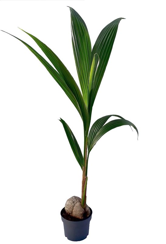 Picture of COCOS NUCIFERA