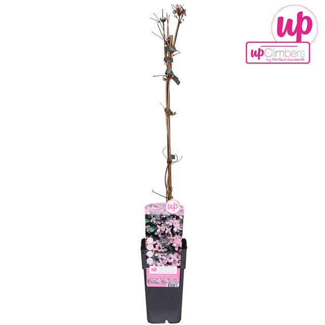 Picture of Clematis montana fragant spring