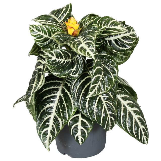 Picture of APHELANDRA SQUARROSA