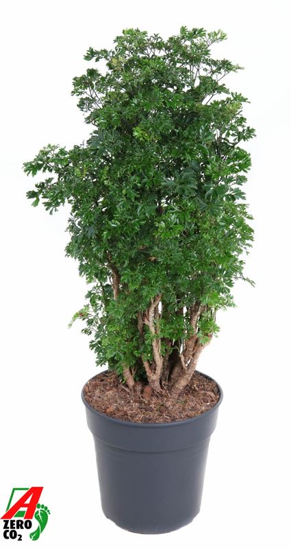 Picture of Polyscias roble branched