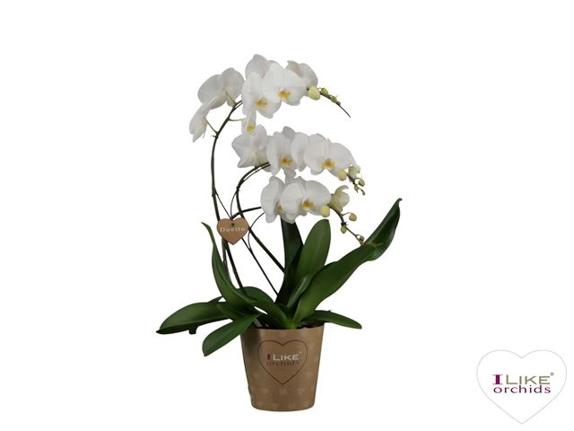 Picture of PHALAENOPSIS DUETTO SWAN WHITE