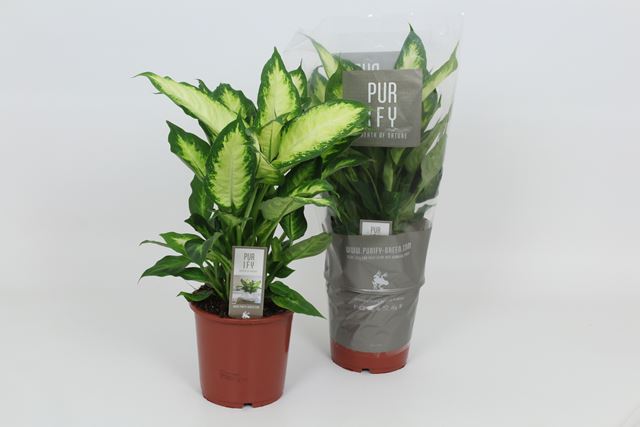 Picture of DIEFFENBACHIA CAMILLA