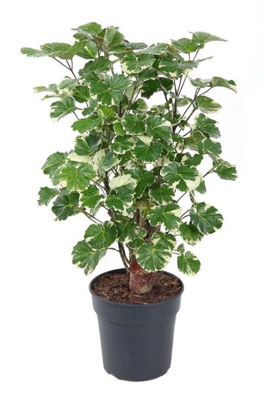 Picture of Polyscias balfouriana
