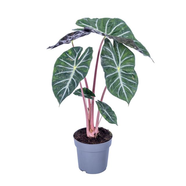 Picture of Alocasia cucullata pink dragon