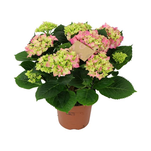 Picture of Hydrangea macrophylla pink 09+fl