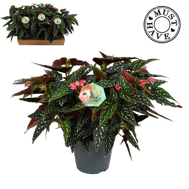 Picture of BEGONIA MACULATA SPOTLIGHT GREEN 