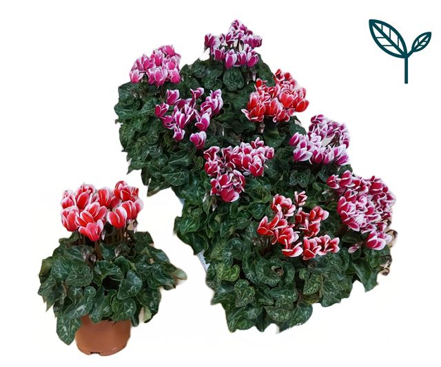Picture of Cyclamen persicum patio fantasia mix