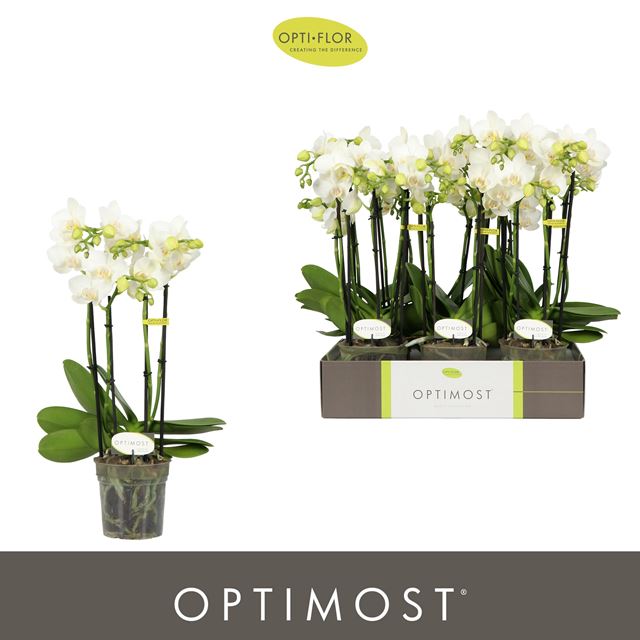 Picture of Phalaenopsis 04-stem optimost amabilis starrion
