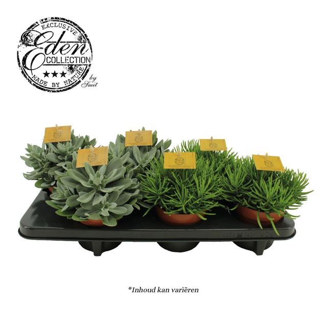 Picture of SENECIO MIX