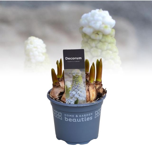 Picture of Muscari white spear