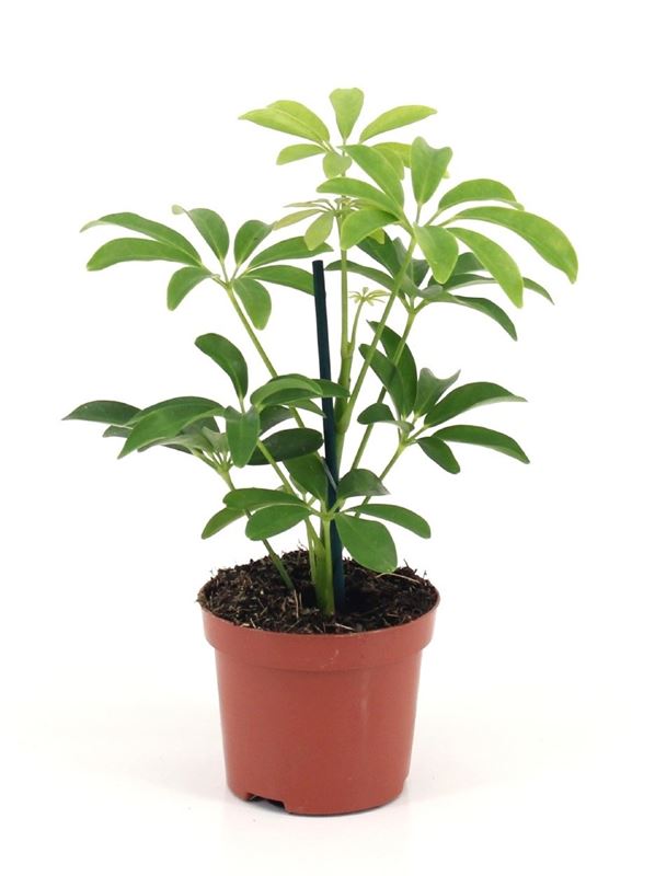 Picture of Schefflera luseana
