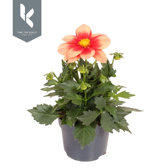 Picture of Dahlia summerbees salmon bicolor