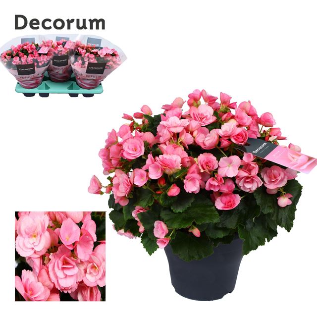 Picture of BEGONIA BETULA PINK